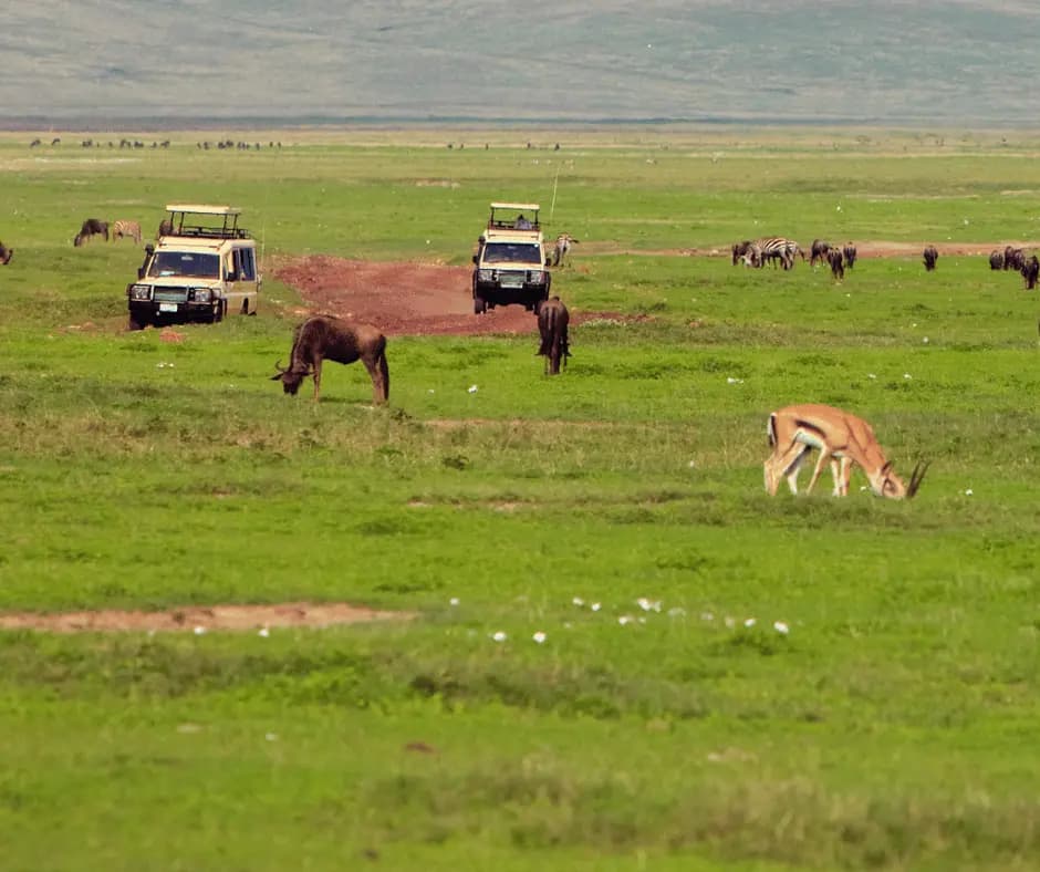  Game Drive
