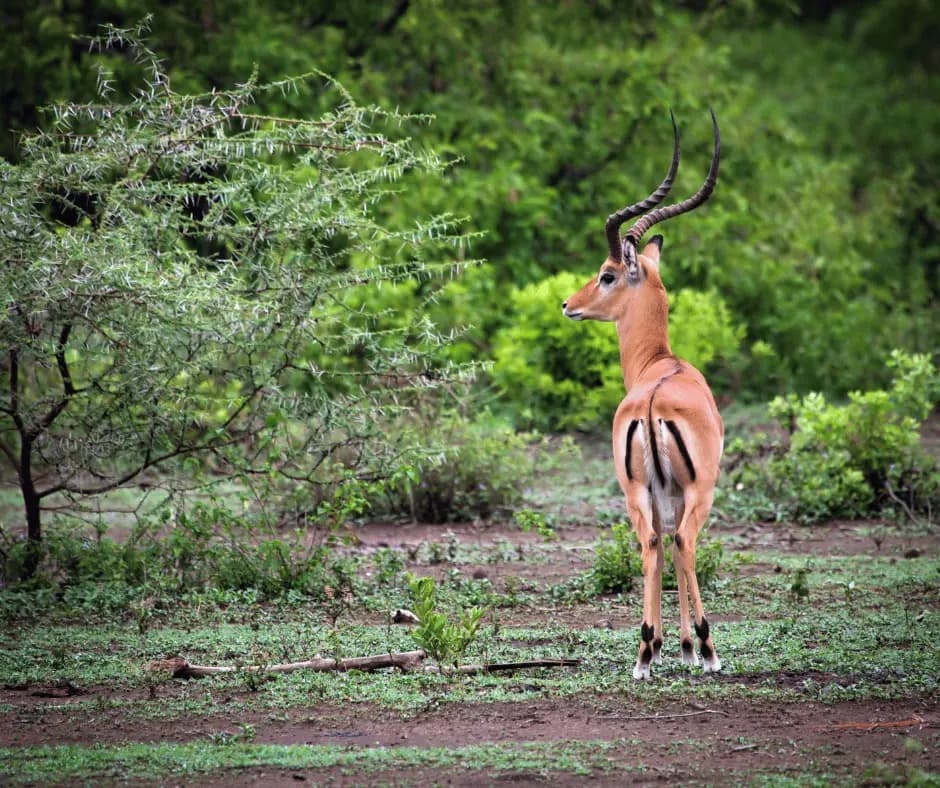 Spotting Wildlife