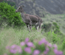 Munnar Hills & Nature Highlights Tour