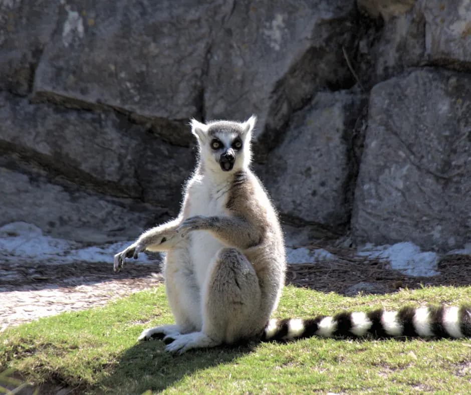 Alpine Zoo