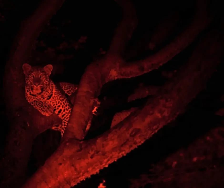 Night Game Drive