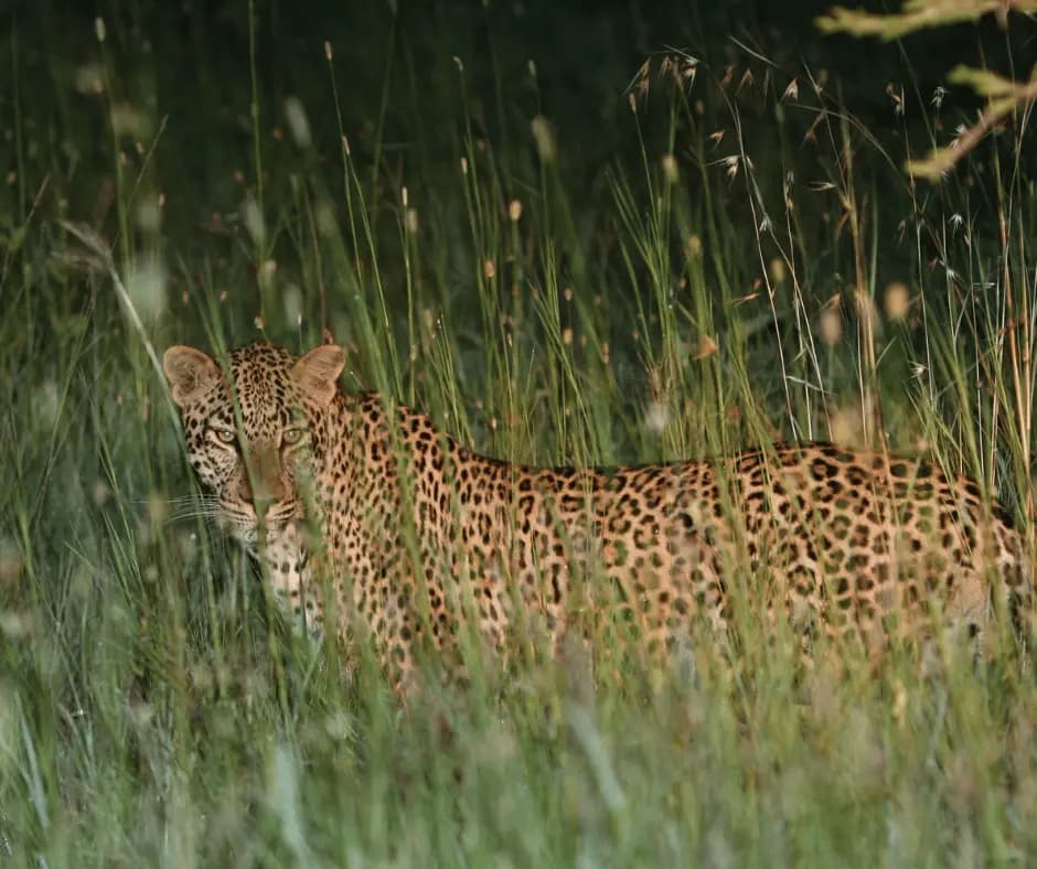 Night Game Drive