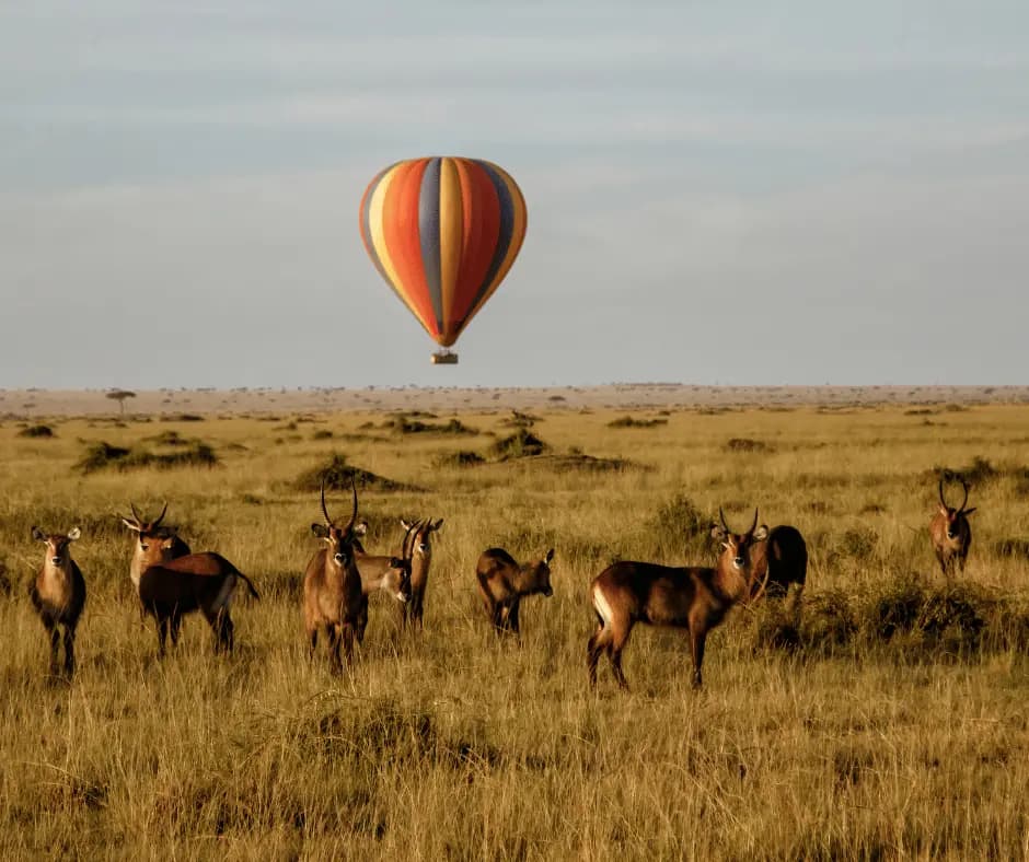 Hot Air Balloon Safari
