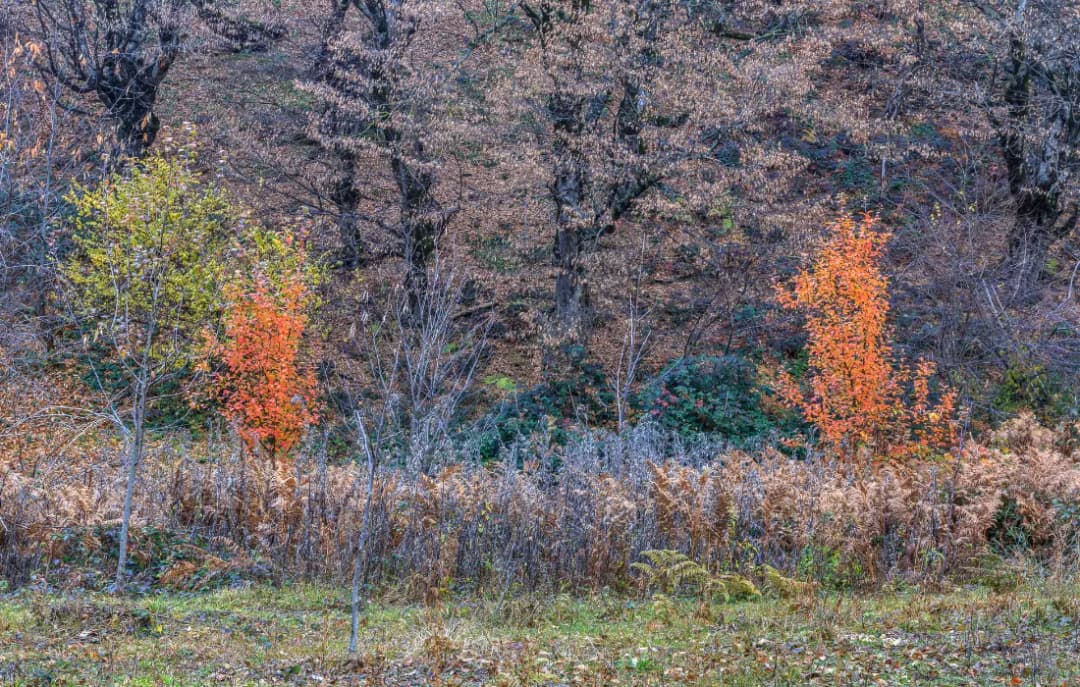Jungle in Gabala