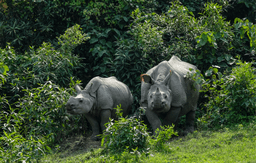  Kaziranga National Park Jeep Safari