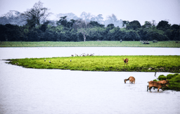  Kaziranga National Park Jeep Safari