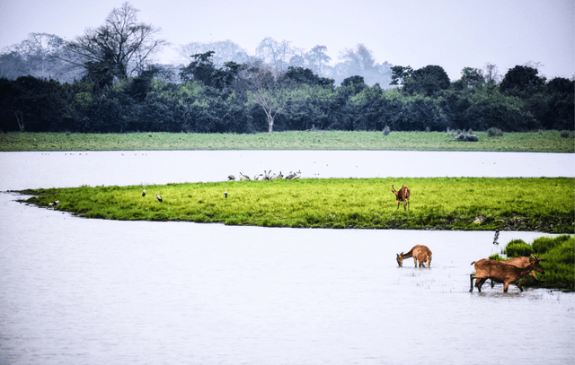  Kaziranga National Park Jeep Safari
