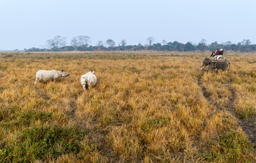  Kaziranga National Park Jeep Safari