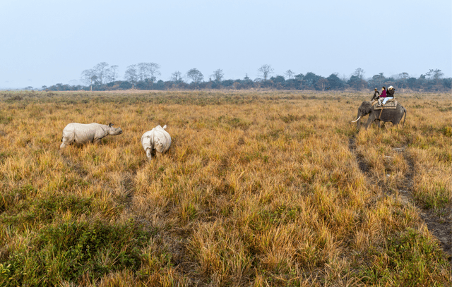  Kaziranga National Park Jeep Safari