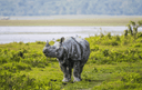 Kaziranga