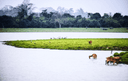 Kaziranga