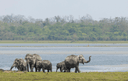 Kaziranga