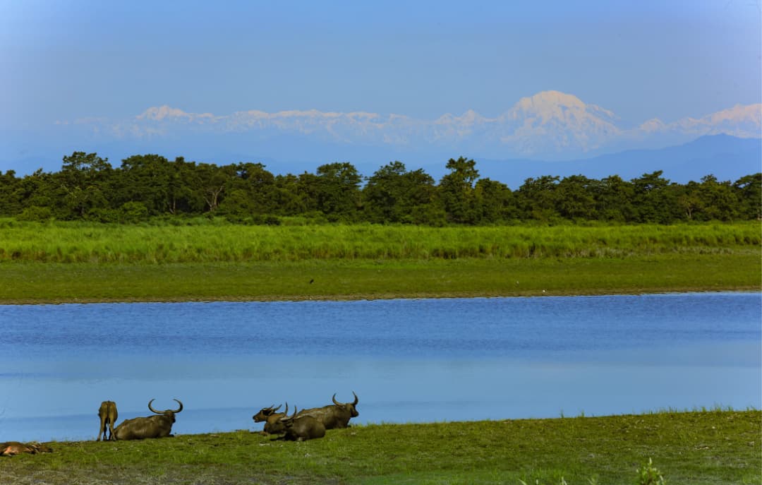  Kaziranga National Park Jeep Safari