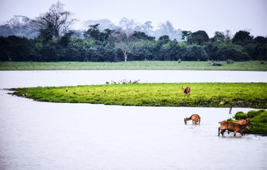 Wildlife Safari