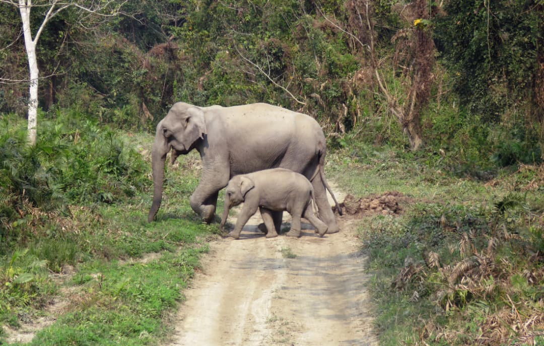  Kaziranga National Park Jeep Safari
