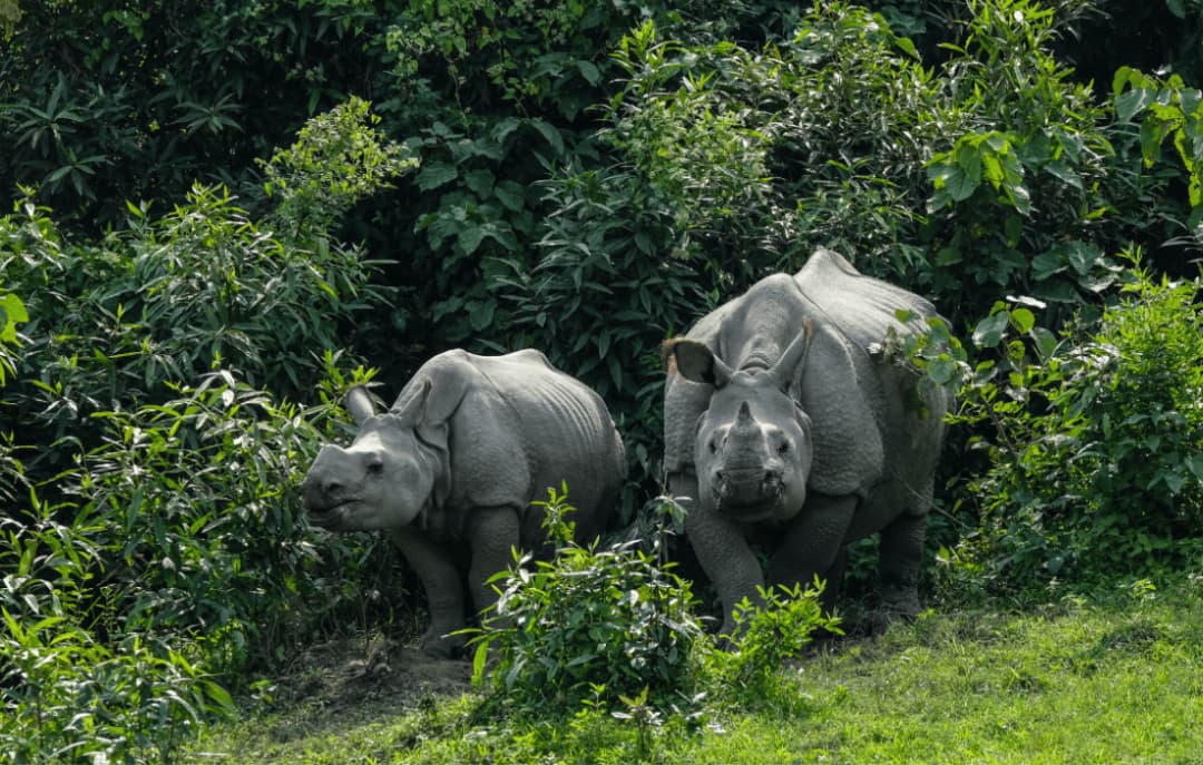 Kaziranga