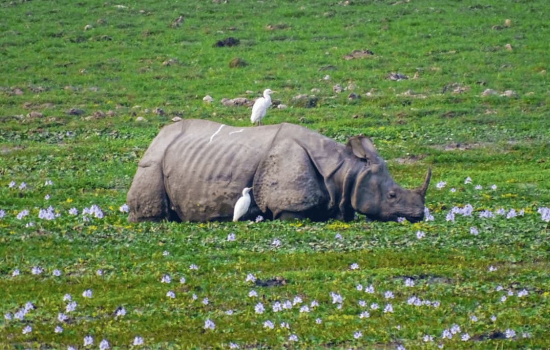 Kaziranga