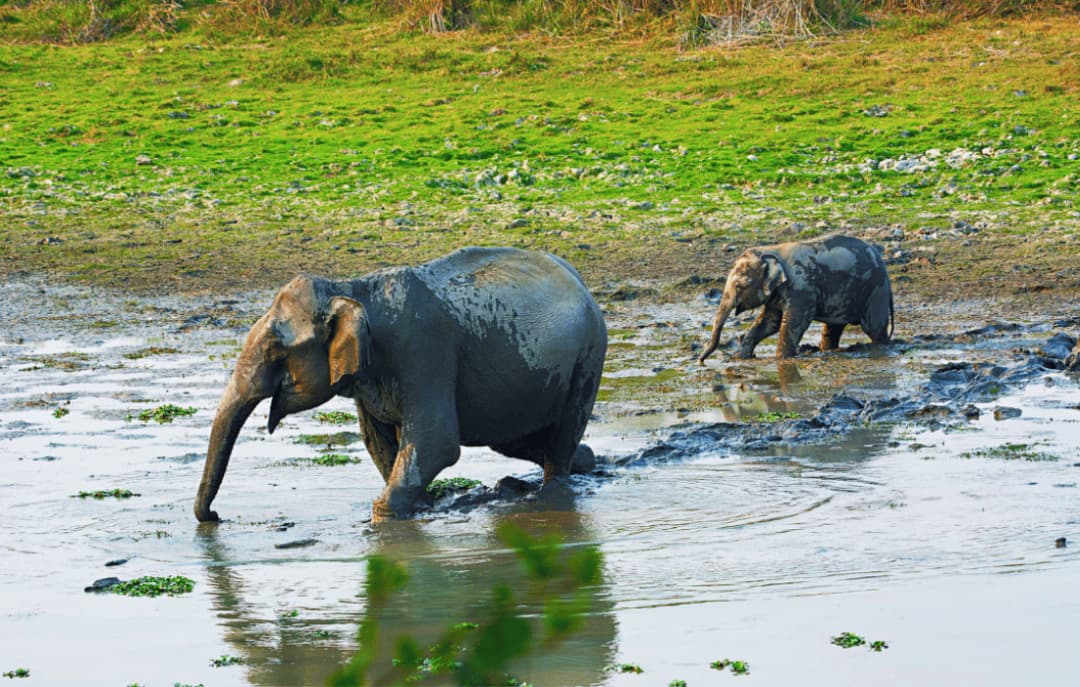 Kaziranga