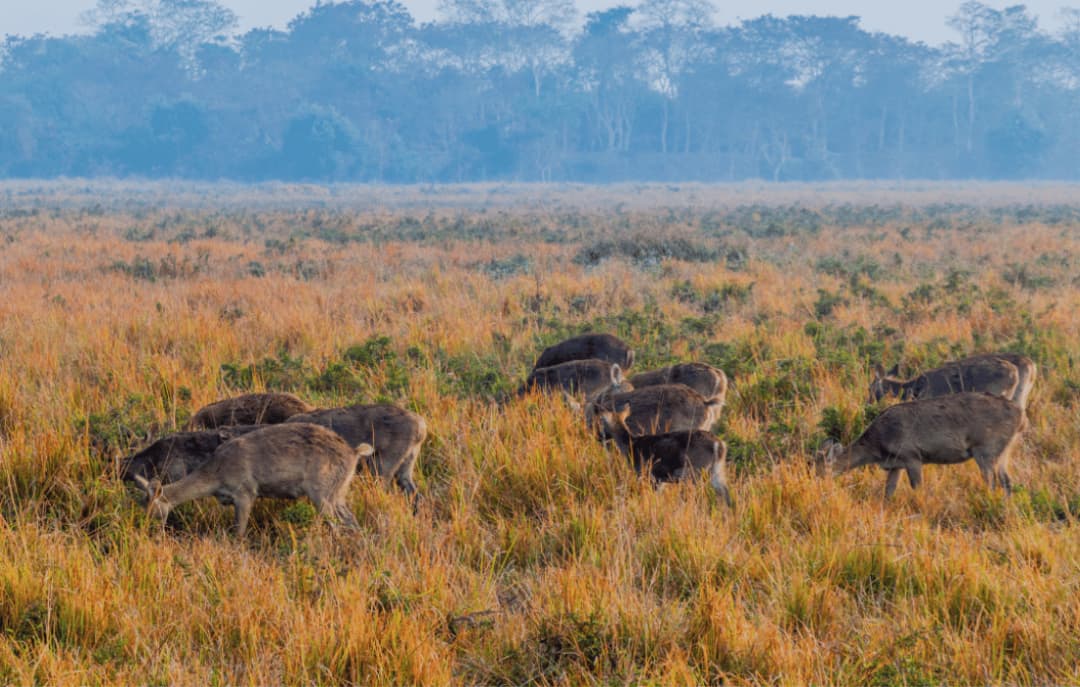 Kaziranga