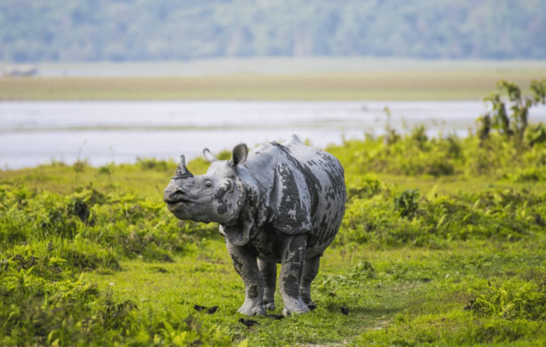 Kaziranga