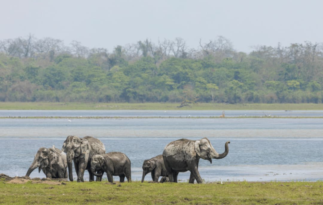 Kaziranga