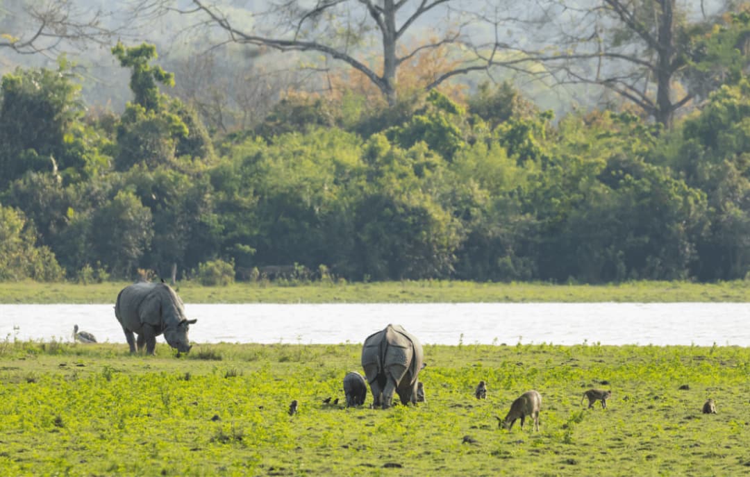 Kaziranga