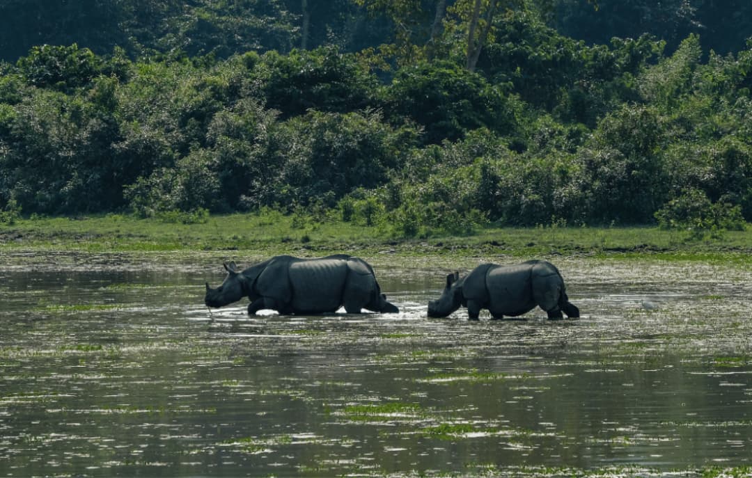 Kaziranga
