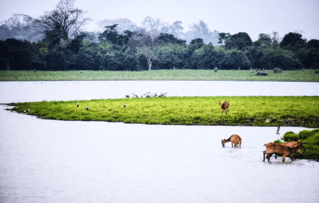 Kaziranga