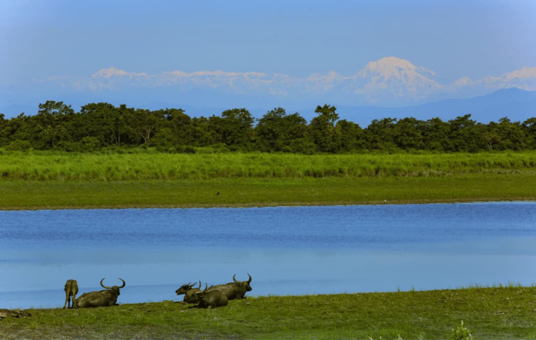 Kaziranga