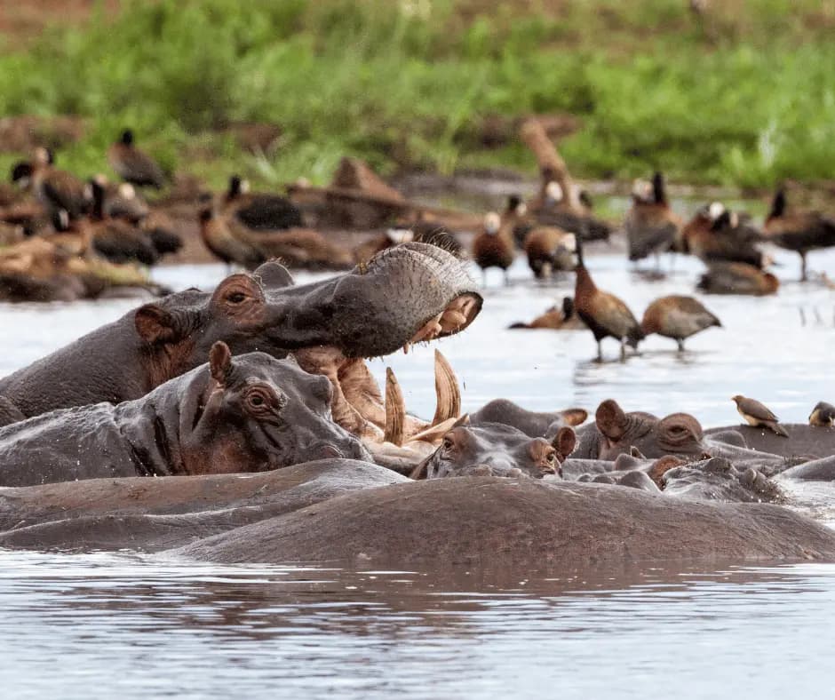 Lake Manyara