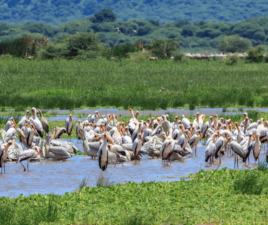 Lake Manyara