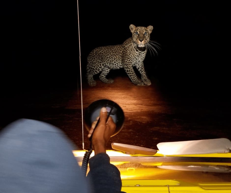 Night Game Drive