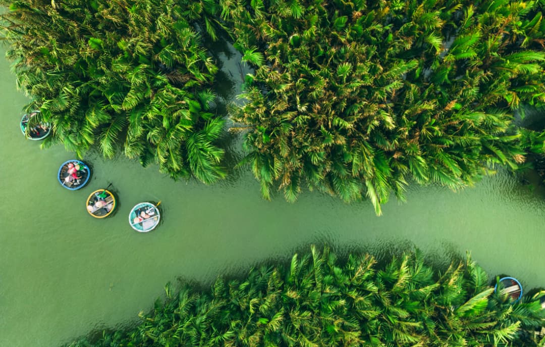 Coconut forest