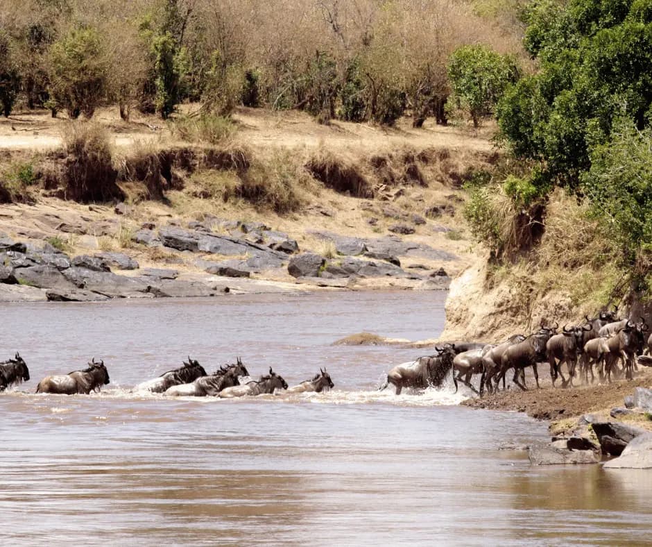 Masai Mara
