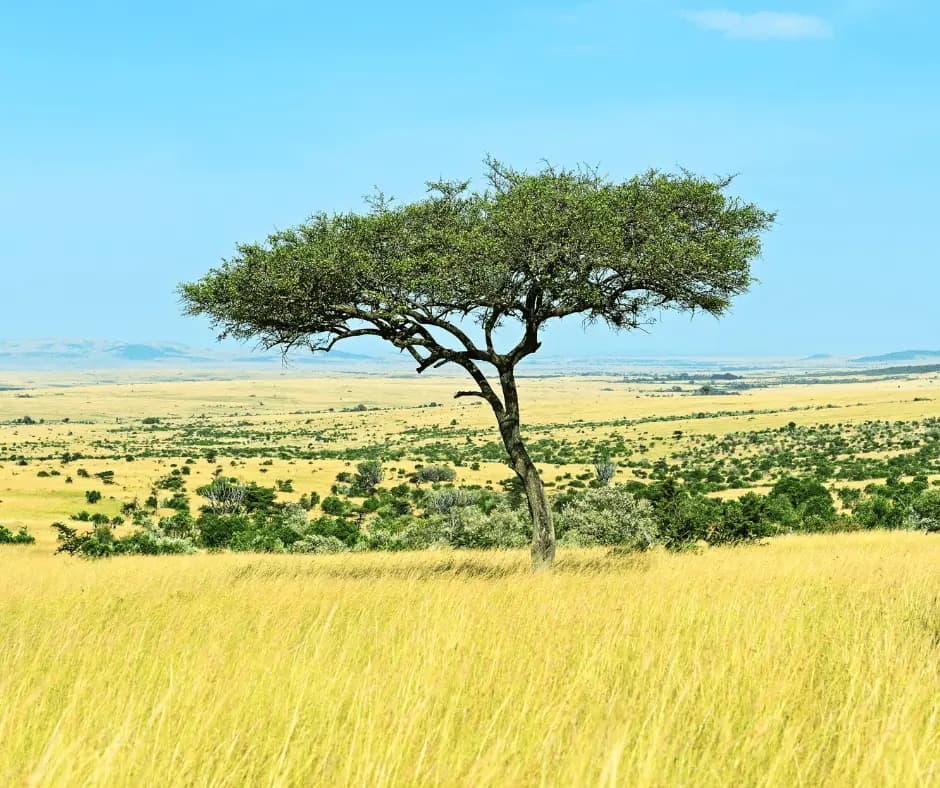Masai Mara