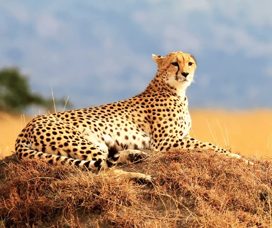 Masai Mara