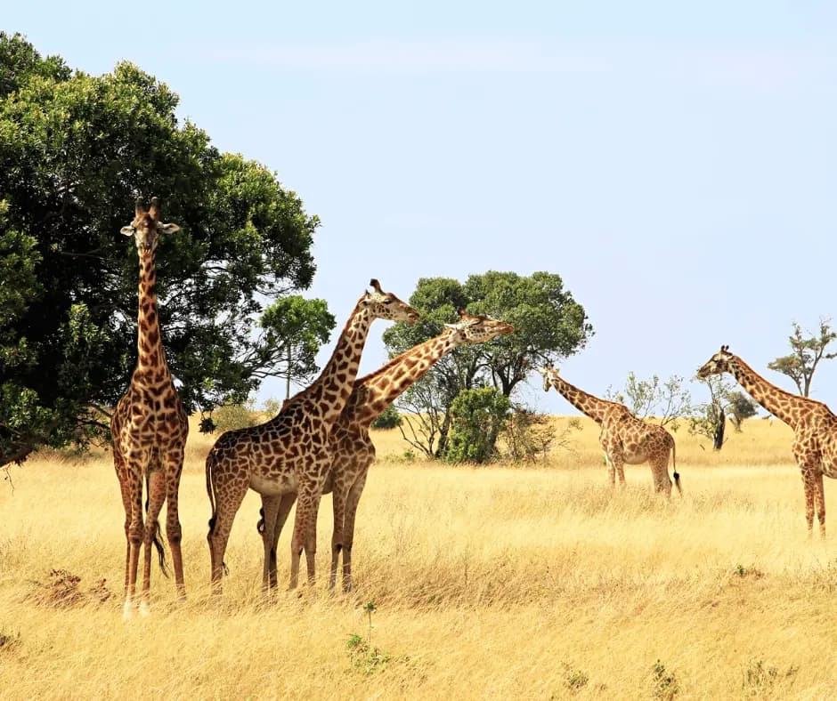 Masai Mara