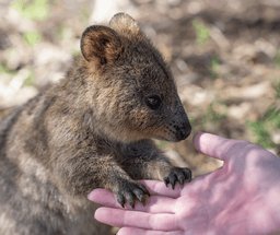 A Day of Wildlife, Coastlines & Penguins