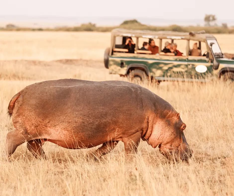 Morning Safari