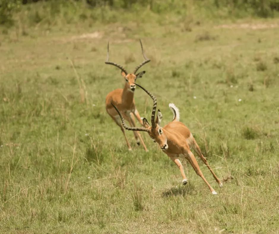 Morning Safari