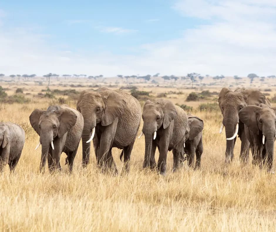 Morning Safari
