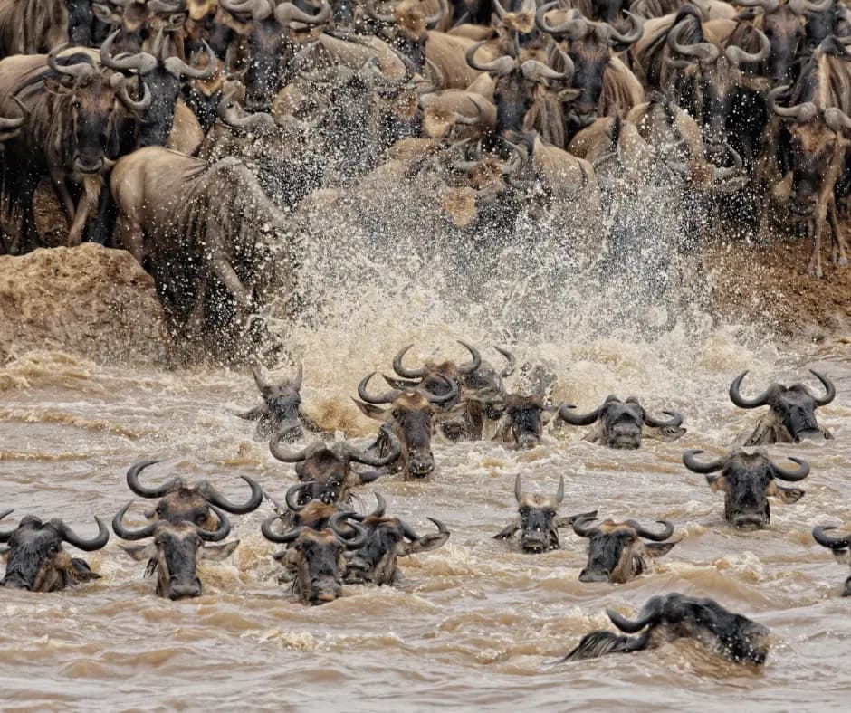Morning Safari