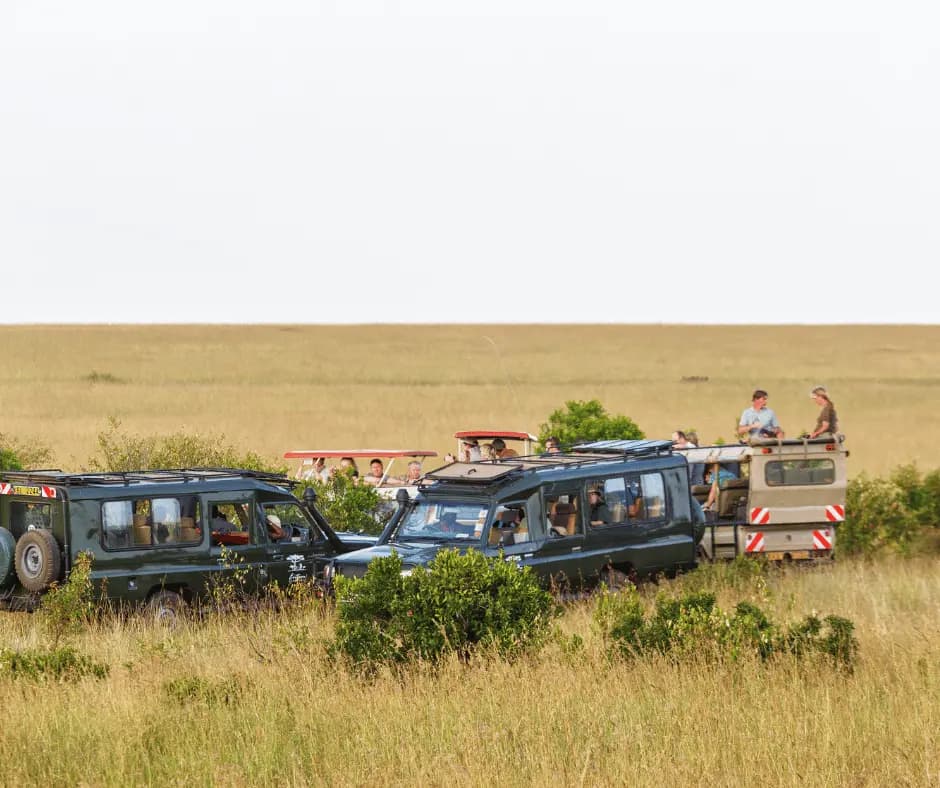 Morning Safari