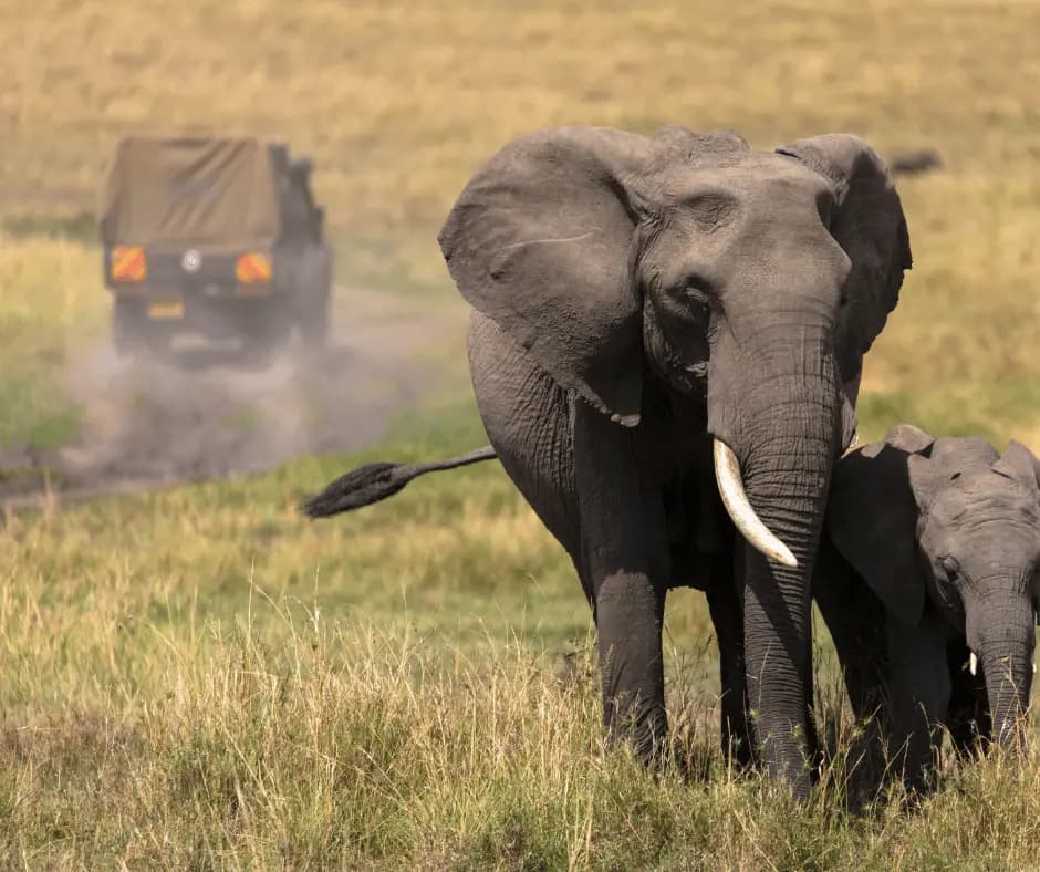 Morning Safari