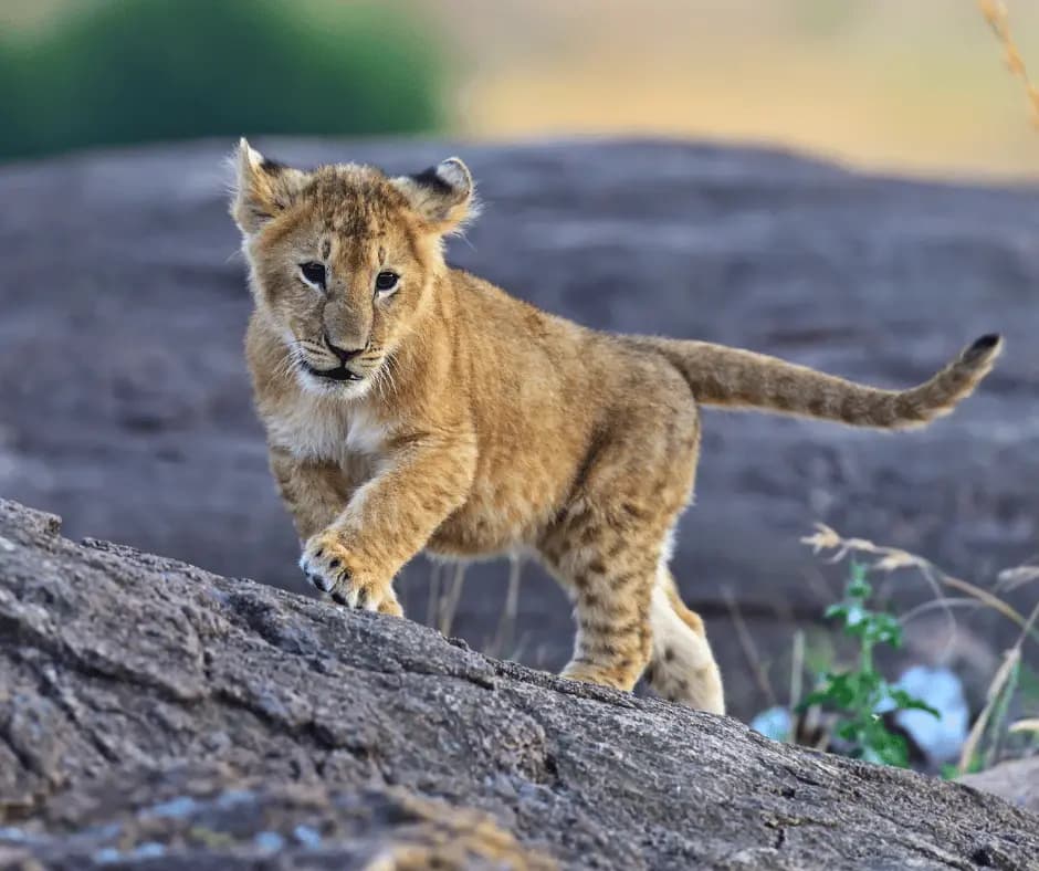 Morning Safari