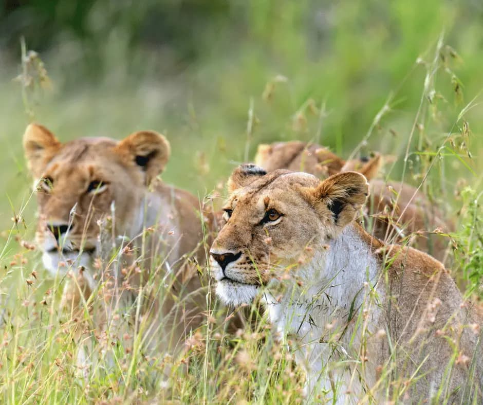 Morning Safari