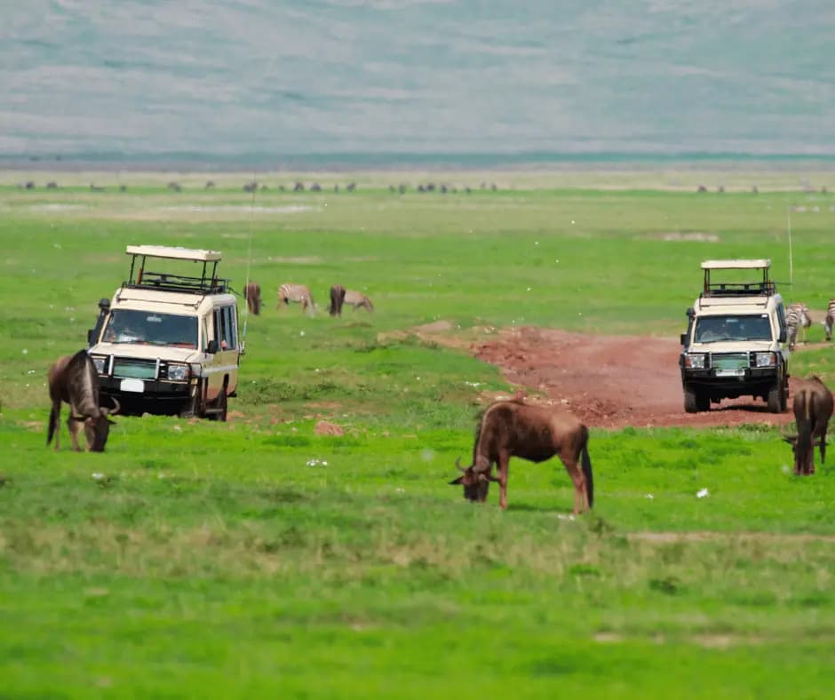 Morning Game Drive