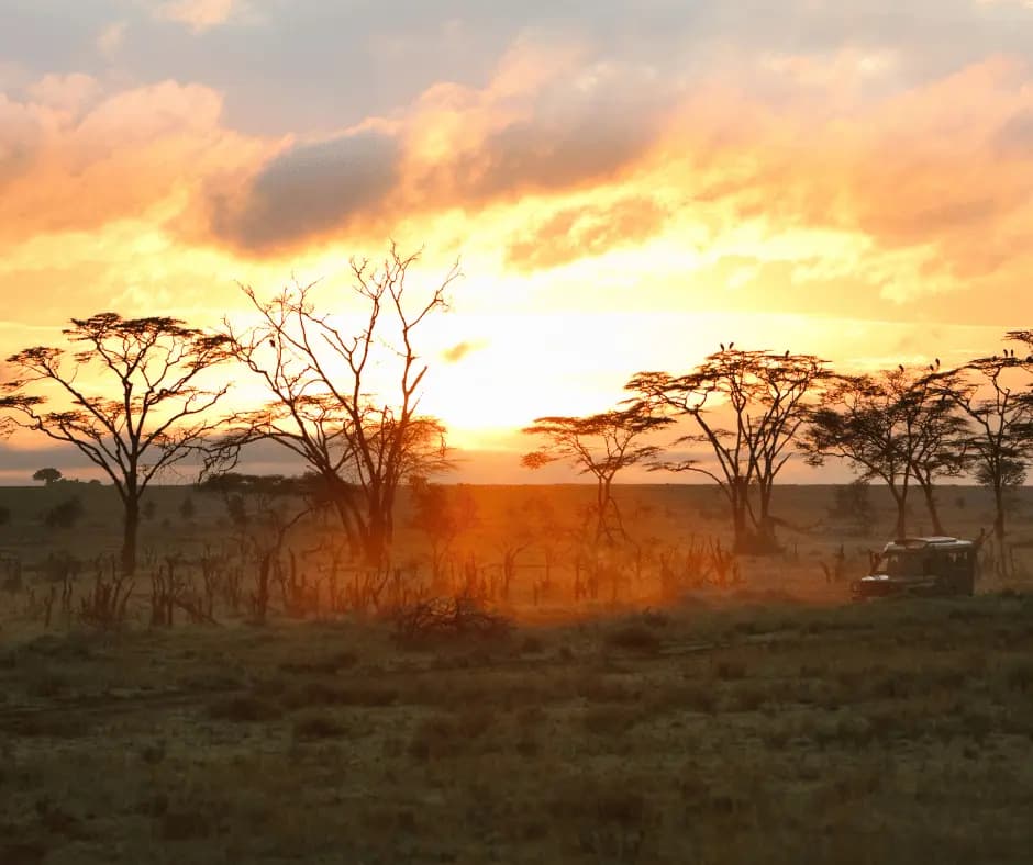 Morning Game Drive