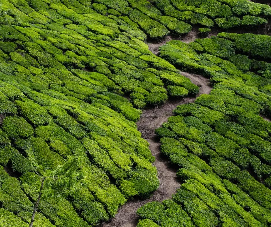  Sevenmallay Tea Estate