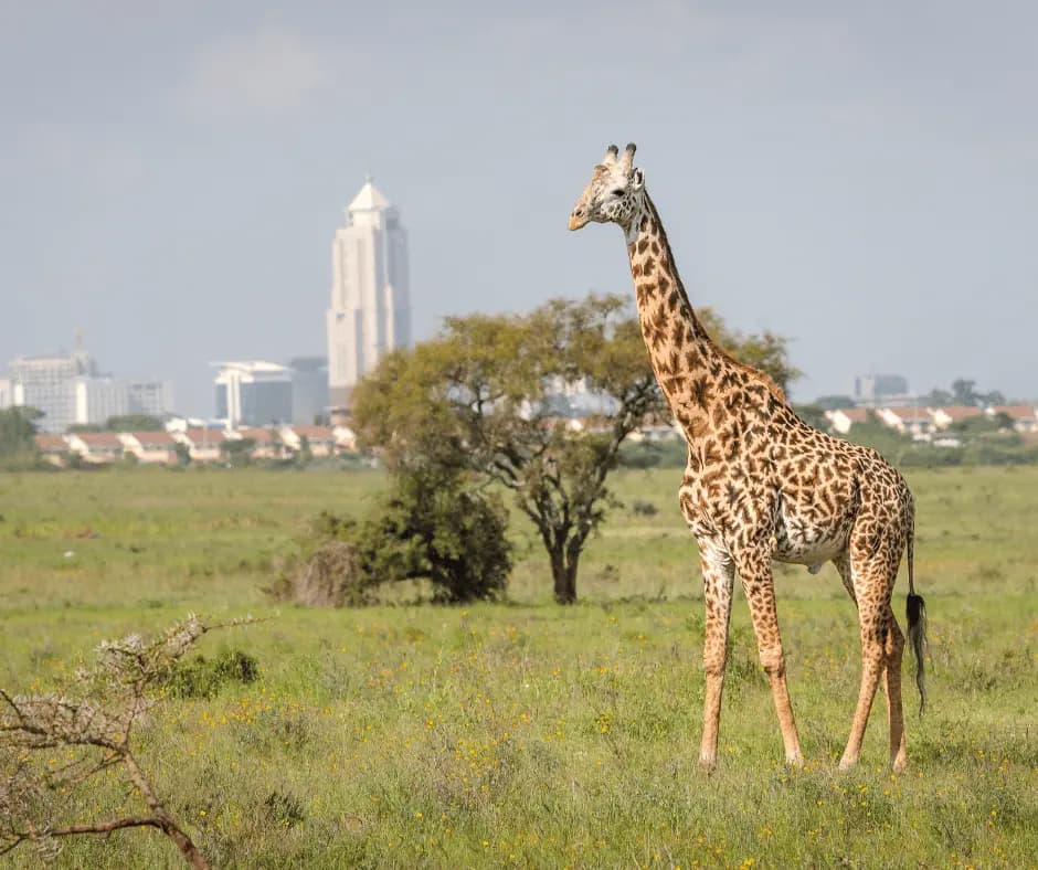 Nairobi